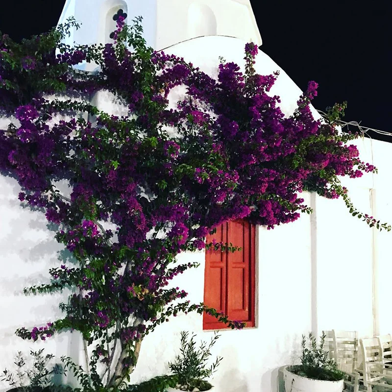 Au Paillon Fleuri Fleuriste A Nice Realisation 16 1